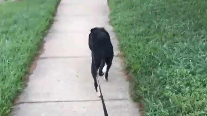 Going for Walk